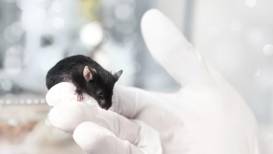 Мишки с наполовина човешки мозък станаха по-умни