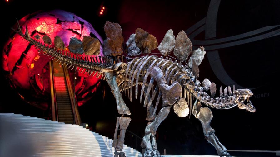 Стегозавърът "Софи" в Природонаучния музей в Лондон