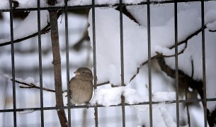 15 см сняг затрупа Ню Йорк