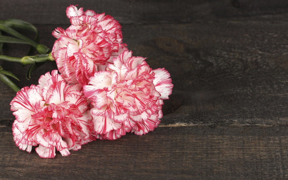 <p>Розовите карамфили винаги са безопасен избор, тъй като символизират благодарност. Букет от розови рози също ще предизвика много изрази на признателност.</p>