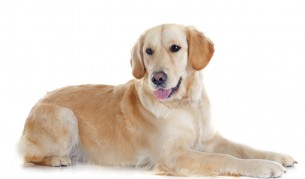 Голдън ретривър