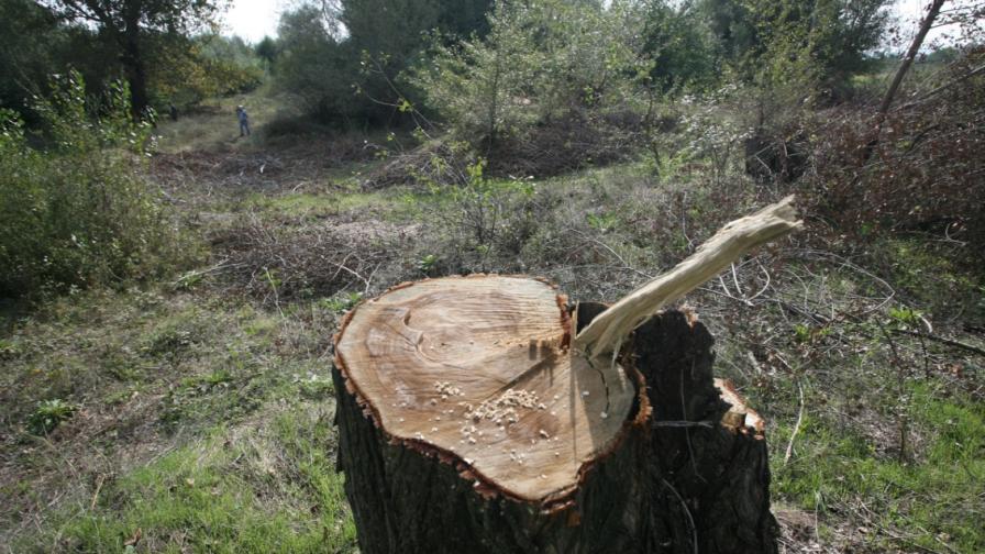 Унищожиха 180 дка гора край София