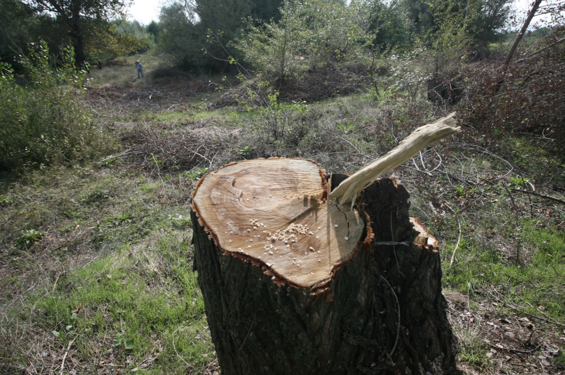 ГЕРБ предлага 3-месечен мораториум върху износа на дървесина