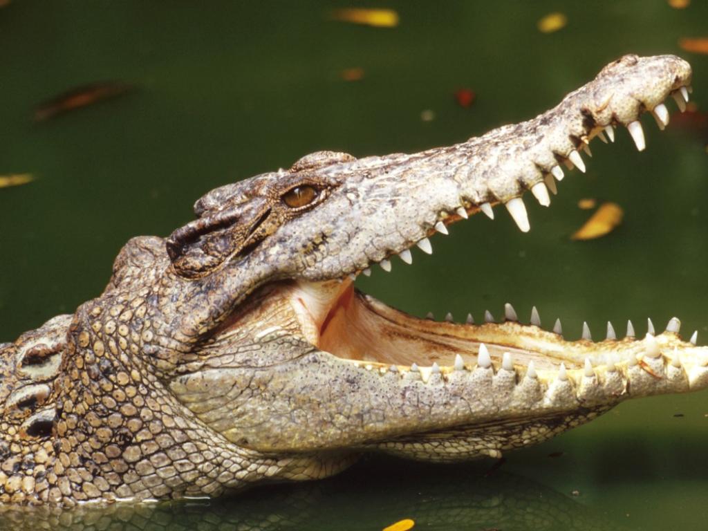 Една отдалечена австралийска общност си отмъсти на огромен соленоводен крокодил