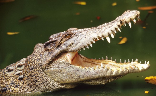 Крокодил заживя с монаси, стана вегетарианец