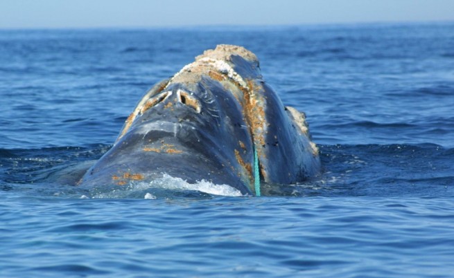 Бискайски или северноатлантически гладък кит