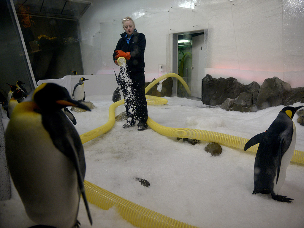 Антарктически кралски пингвини в аквариума Sea Life Мелбърн в Мелбърн, Австралия.