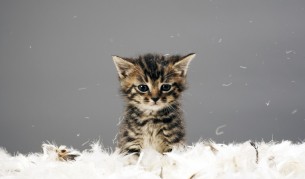 Защо Божинов и малкото коте станаха хит в интернет