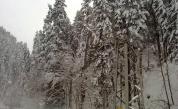  <p>Снегът скова северозападна България, къде нямаше ток</p> 