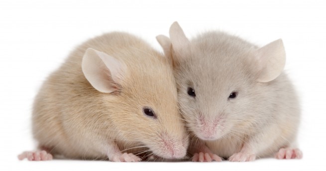 Американски учени от Природонаучния музей в Сан Диего се натъкнаха на кенгурови мишки смятани за
