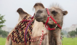 Жестоки арабски изцепки