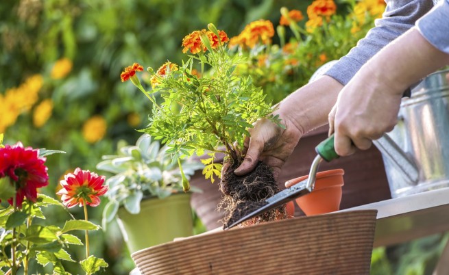 Градинарството – ключ към добро здраве и дълъг живот