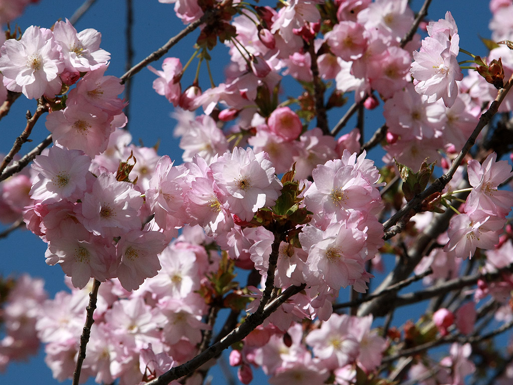 Настъпи пролетта - многоцветна , красива и очарователна.