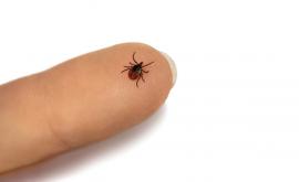  <p>Извадиха над 50 кърлежа от главата на дете в София</p> 