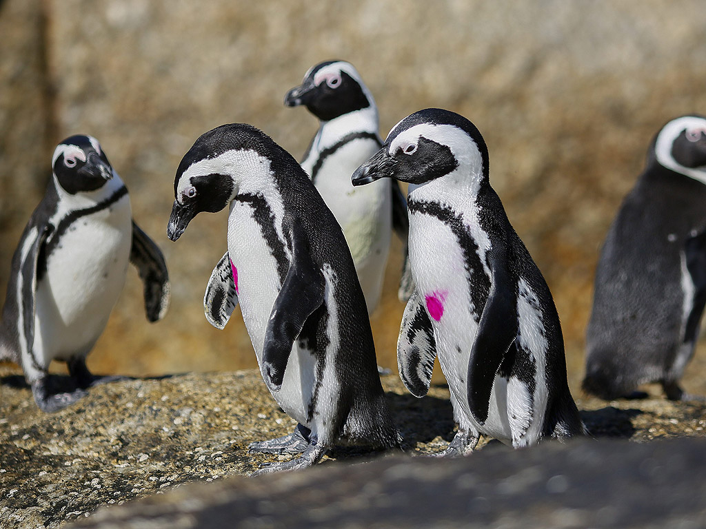 Африкански пингвини, които се срещнаха за първи път след рехабилитация от Фондацията на Южна Африка за опазване на крайбрежните птици (SANCCOB) си проправят път към океана малко след пускането им обратно в природата в Кейптаун, Южна Африка. Африканските Пингвини са намалели толкова силно през последните години, че са записани в червената книга на застрашените от изчезване животни. 25 април се отбелязва като Световен ден на Пингвина