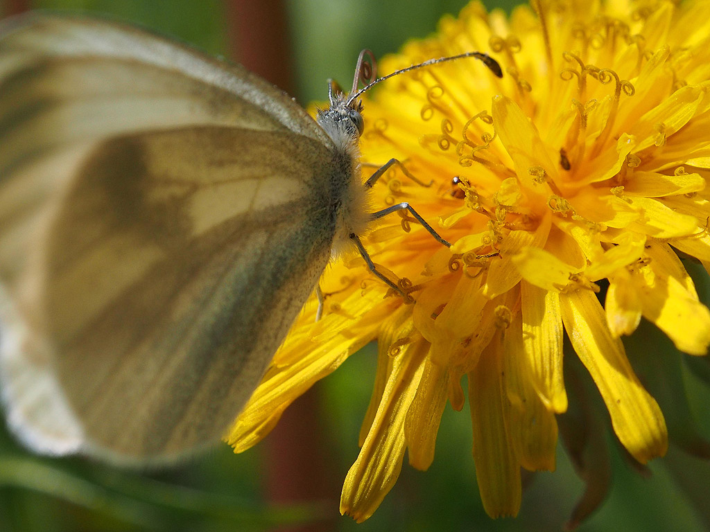 Пеперуда съберя цветен прашец от цъфнало глухарче във Варна