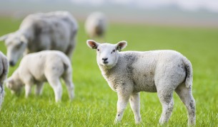 Преди Великден: Убиха мъж заради агнетата му