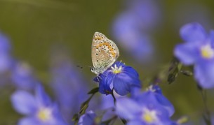 Пеперуди "крадат" гените на оси