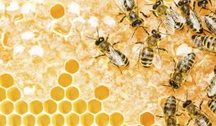 Над 40% от пчелните рояци в САЩ измрели за година