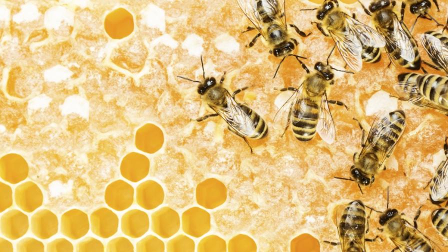 Стряскащо: Над 40% от пчелните рояци в САЩ измрели за година