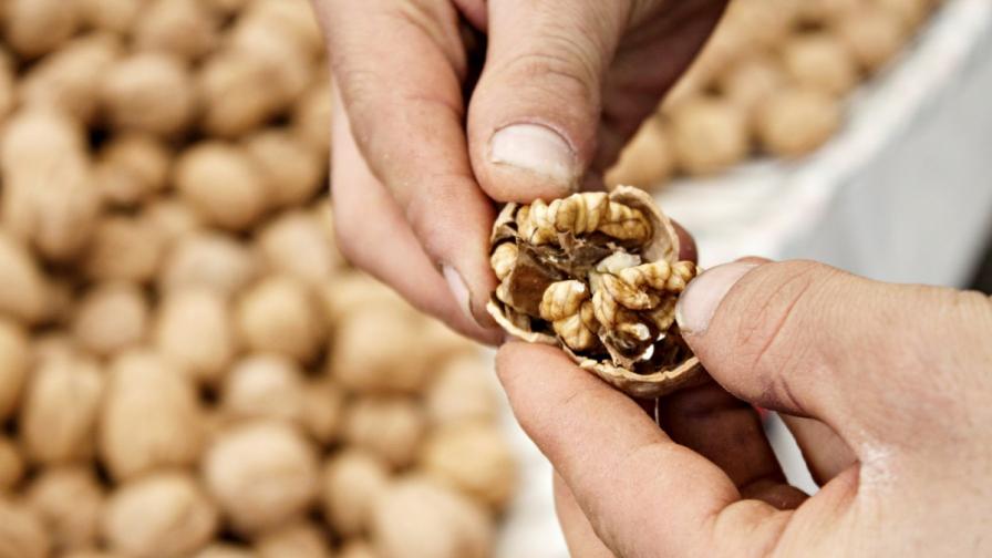 Орехите може да са добри съюзници в битката с рака на дебелото черво