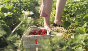 75% от източноевропейските мигранти на Острова – нископлатени