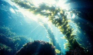 Изследват полезните качества на черноморските водорасли