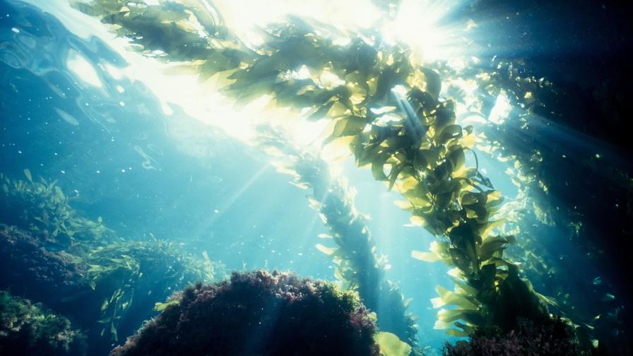 Наши учени ще изследват черноморски водорасли за здравни и козметични цели
