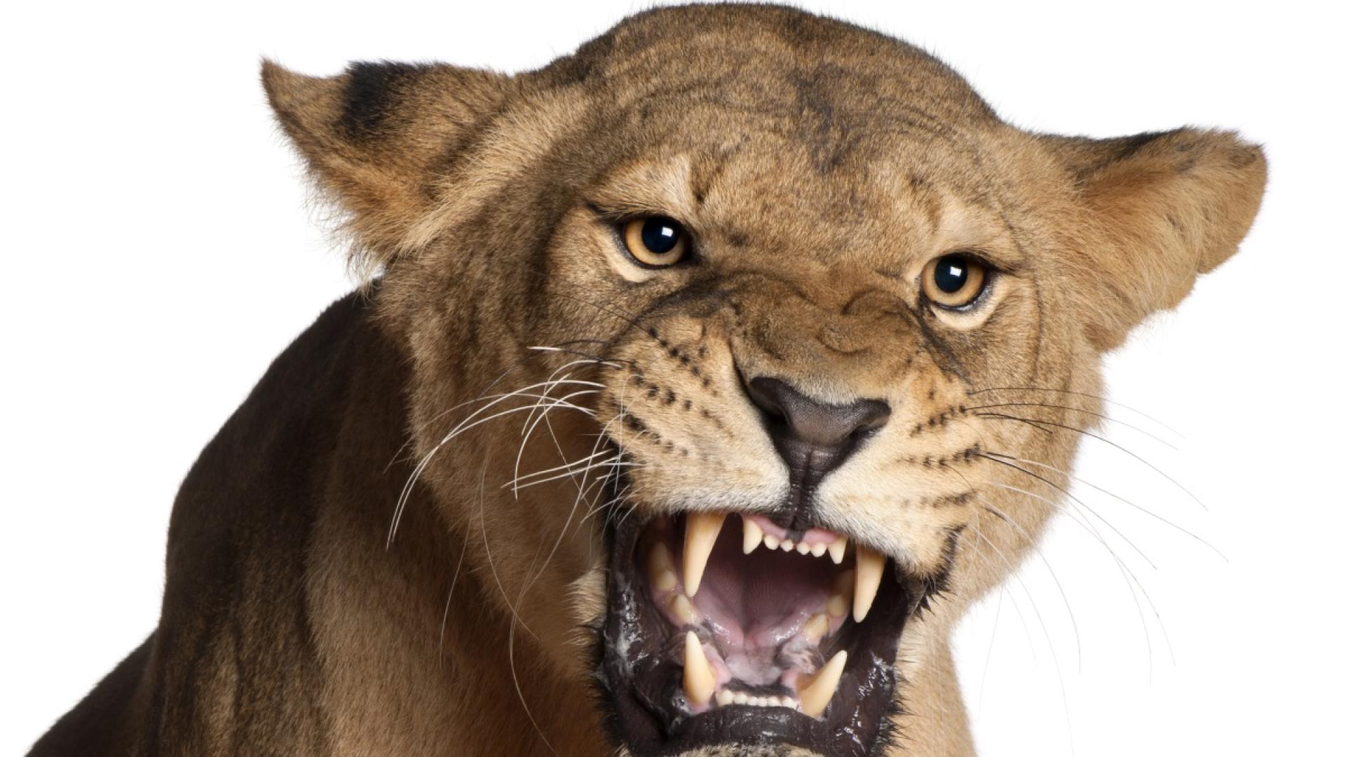 Ужасяващо видео показва как избягал лъв напада майка и двете