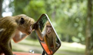 Малки, сладки, крадливи маймунки (видео компилация)