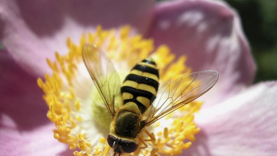 Малък дрон опрашва цветята вместо пчелите