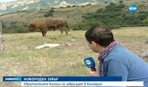 За пръв път от 500 години у нас се роди зубърче