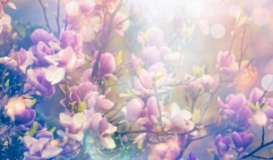 Екстракт от магнолия в борбата с рака