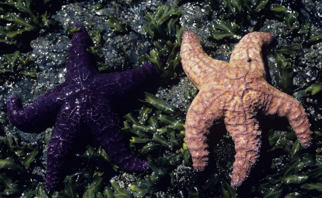 Морските звезди, избягващи секса, живеят по-дълго