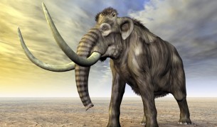 Разкриха как мамутите са оцелявали в студа