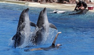 Делфини в зоопарк "Атика"
