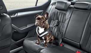 „Шкода“ показа аксесоари за кучета пасажери