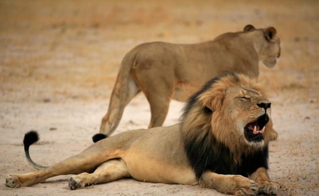Убиецът на лъва Сесил съжалявал за постъпката си