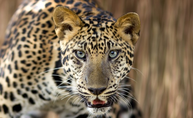 Леопард иска да вечеря с индийски генерал (видео)