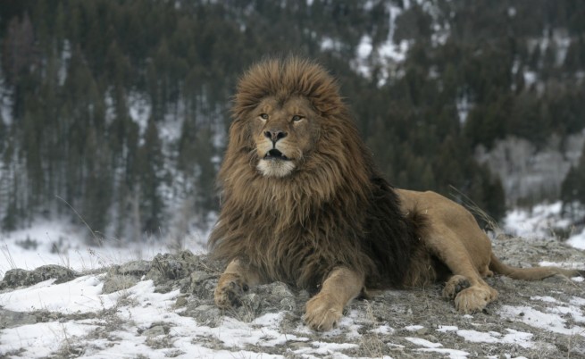 7 причини да обичаме лъвовете