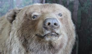 Мечка избяга от клетката си в зоопарка в Плевен