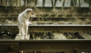 В София продължават да се изхвърлят домашни кучета