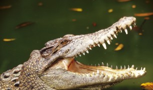 Пеят ли крокодилите?