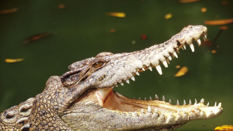 Пеят ли крокодилите?