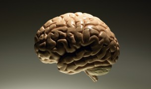 Как английските учени отглеждат човешки мозъци