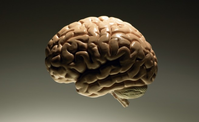 Как английските учени отглеждат човешки мозъци