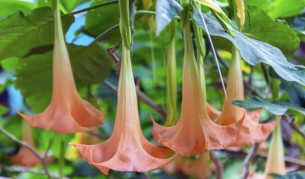 Растението ангелски тромпет