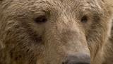  <p>Кой простреля предпазена кафява мечка в Рила</p> 