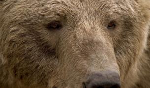 Мечка нападна възрастен мъж в село Беден