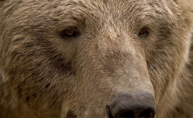  Кой простреля предпазена кафява мечка в Рила 